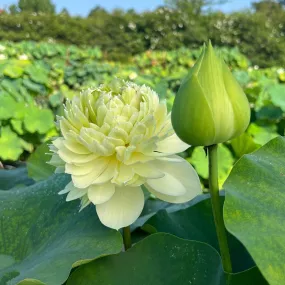 2024 Gwendolyn's Golden Glow Lotus (Bare Root)