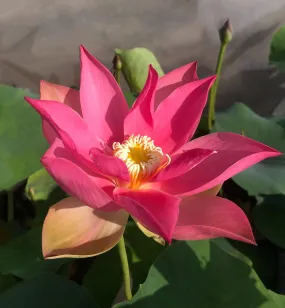 Brocade on Red Cloth Lotus (Bare Root)